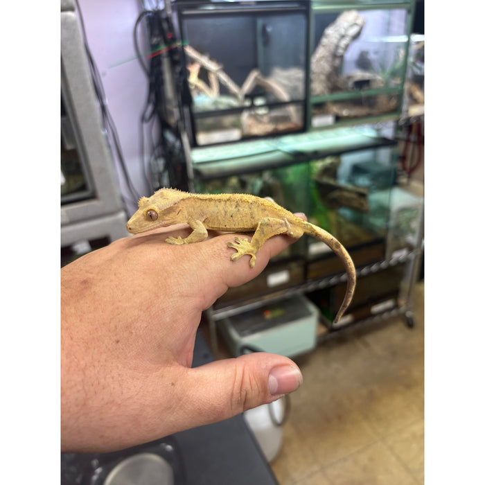 Crested Gecko (Adult Male) (14772)