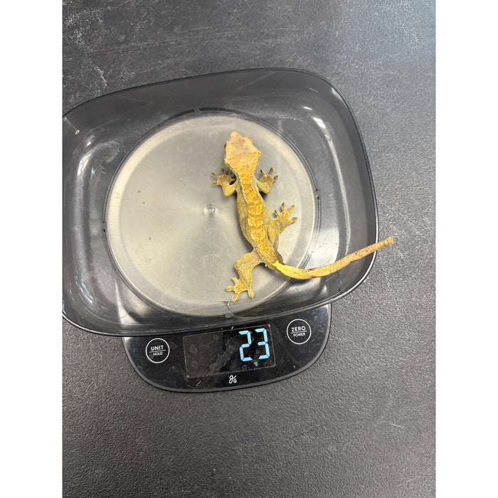 Crested Gecko (Male) (14814)