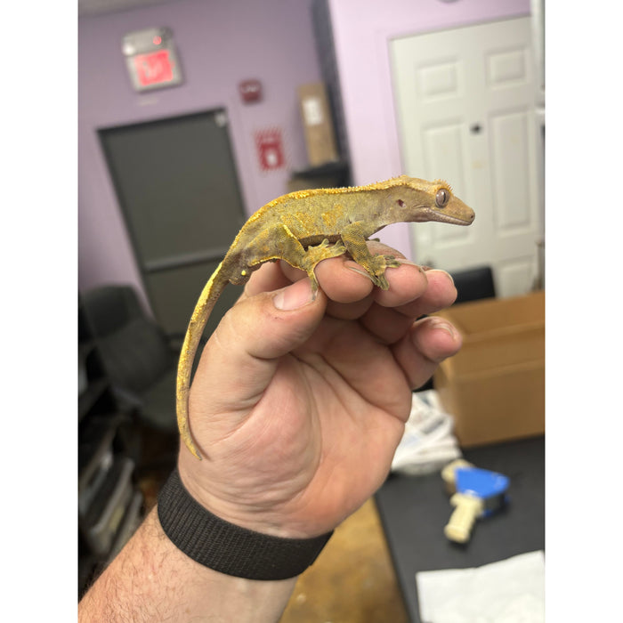 Crested Gecko (Male) (14814)