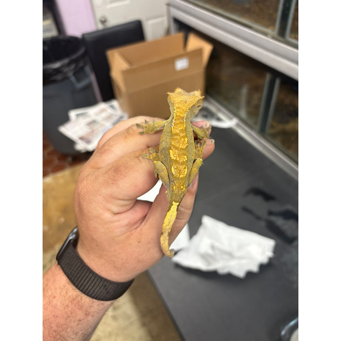 Crested Gecko (Male) (14814)