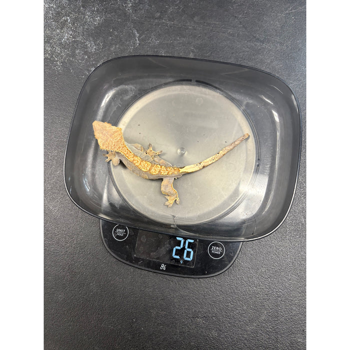 Crested Gecko (Male)