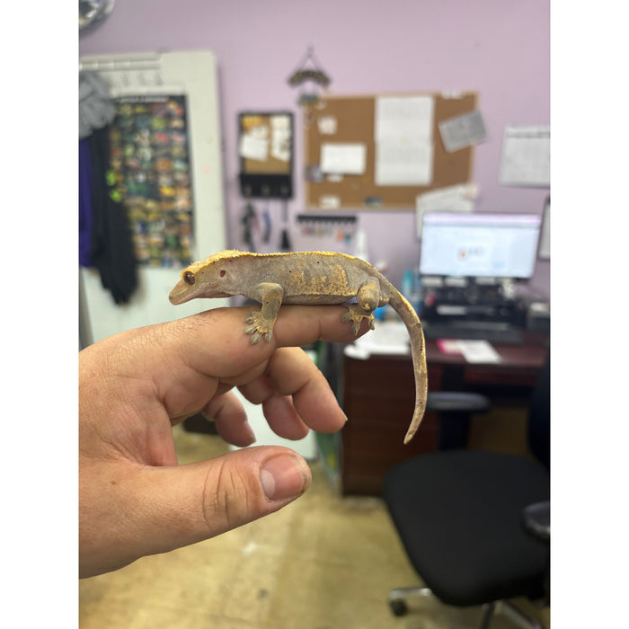 Crested Gecko (Male)