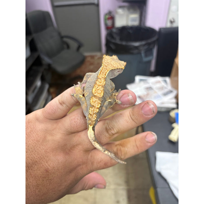 Crested Gecko (Male)