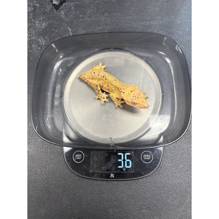 Crested Gecko (Female)