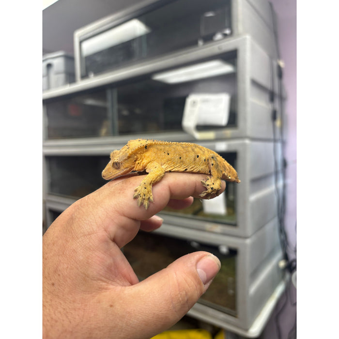 Crested Gecko (Female)