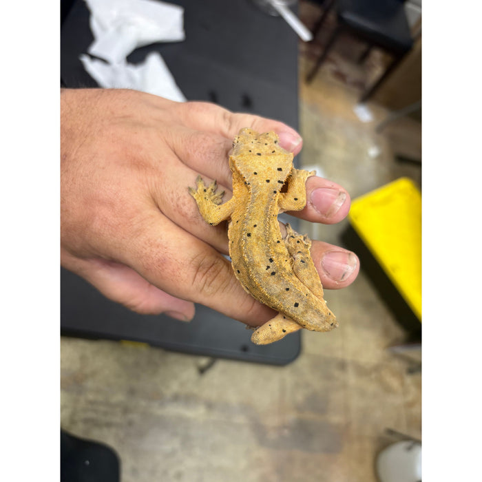 Crested Gecko (Female)