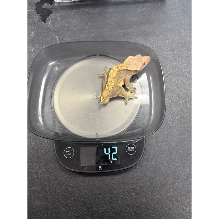 Crested Gecko (Male)