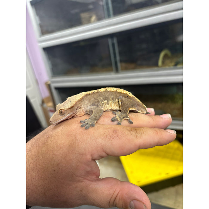 Crested Gecko (Male)