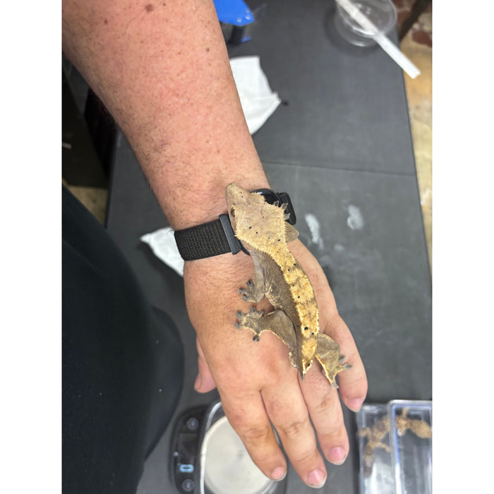 Crested Gecko (Male)