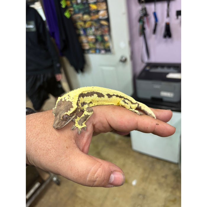 Frappuccino Crested Gecko