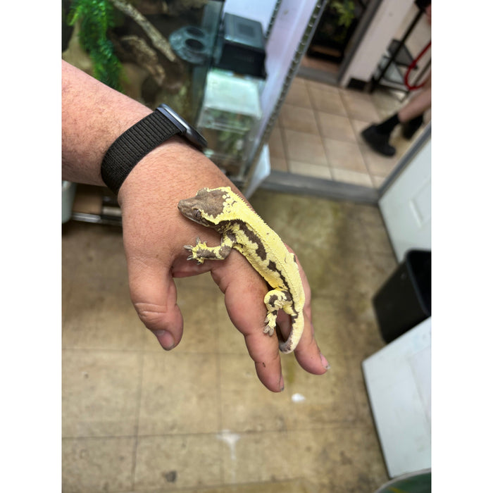 Frappuccino Crested Gecko