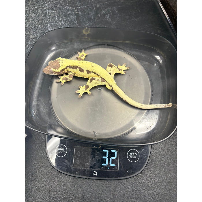 Frappuccino Crested Gecko