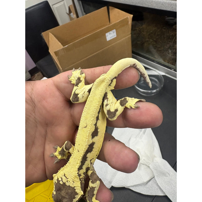 Frappuccino Crested Gecko