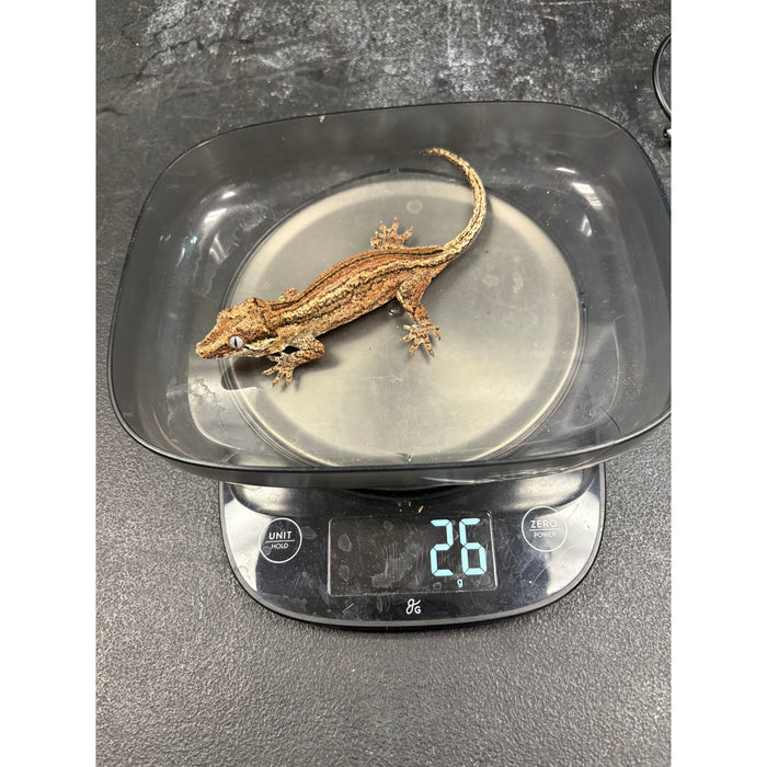 Gargoyle Gecko (Adult Female)