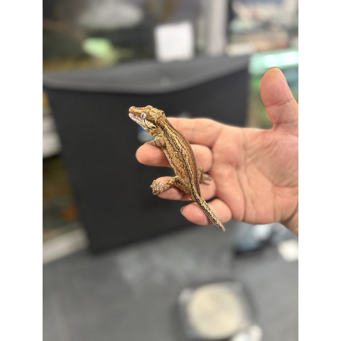 Gargoyle Gecko (Adult Female)