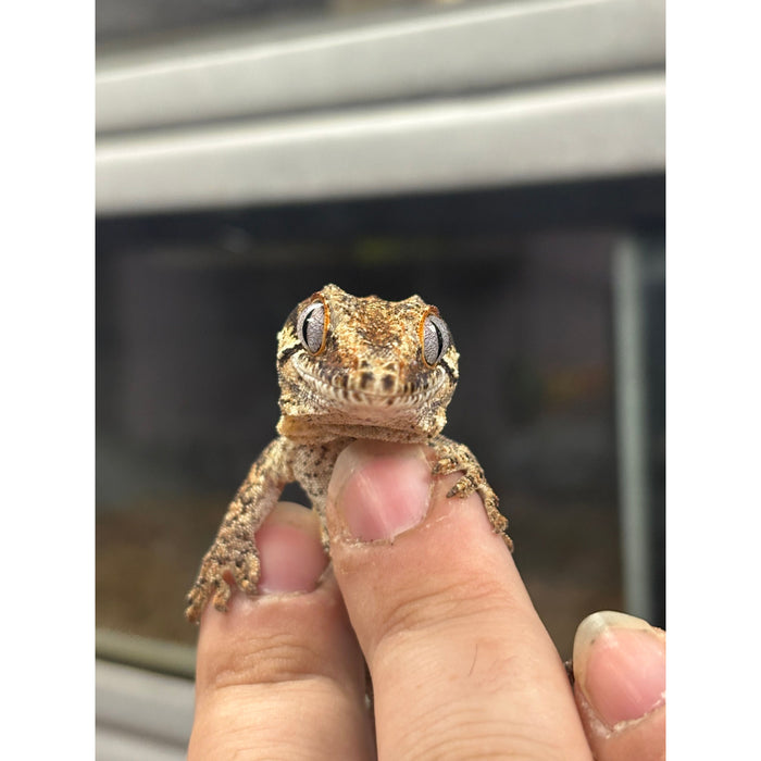Gargoyle Gecko (Adult Female)