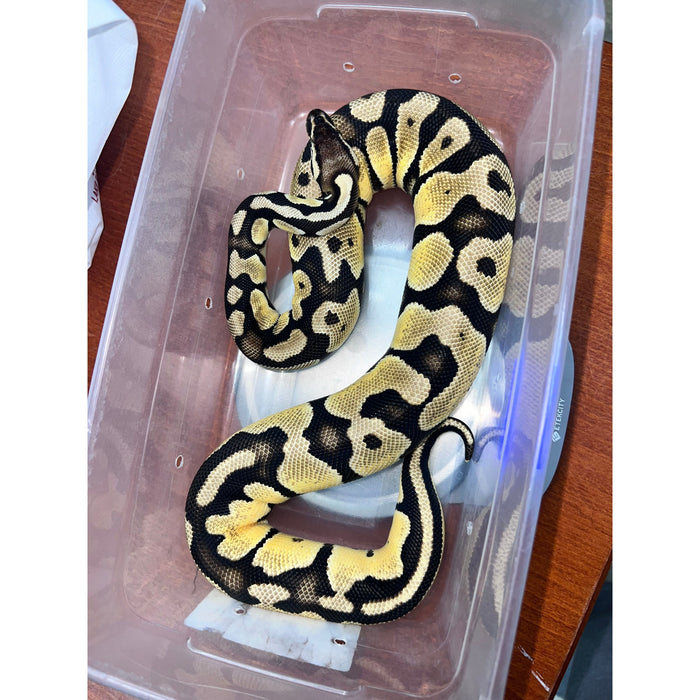 Pastel Ball Python (F)