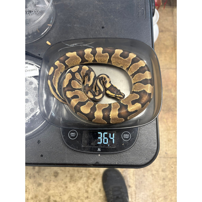 Ball Python (Enchi Orange Dream)