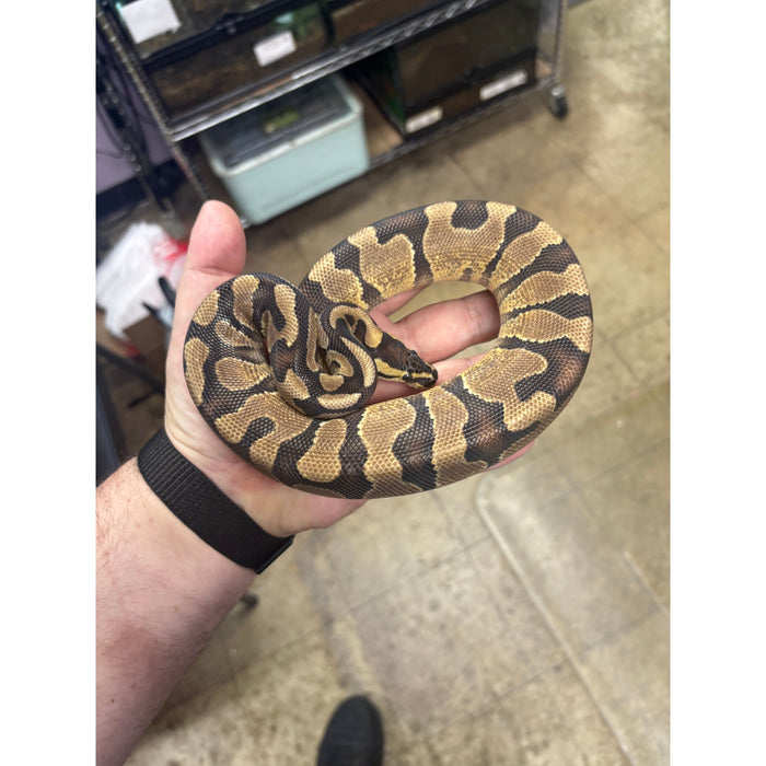 Ball Python (Enchi Orange Dream)