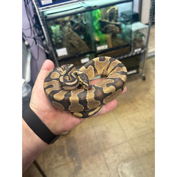 Ball Python (Enchi Orange Dream)