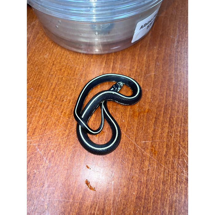 Striped California King Snake (Carlsbad Locality)