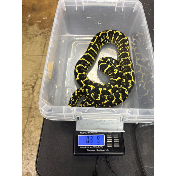 Jungle Carpet Python (ADULT) (Morelia spilota cheynei)