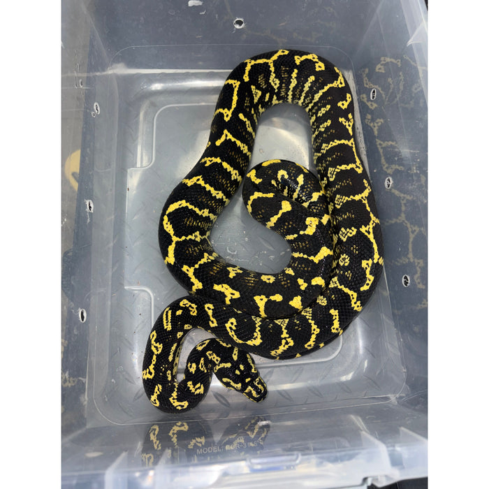 Jungle Carpet Python (ADULT) (Morelia spilota cheynei)