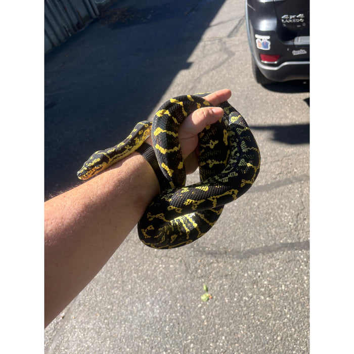 Jungle Carpet Python (ADULT) (Morelia spilota cheynei)