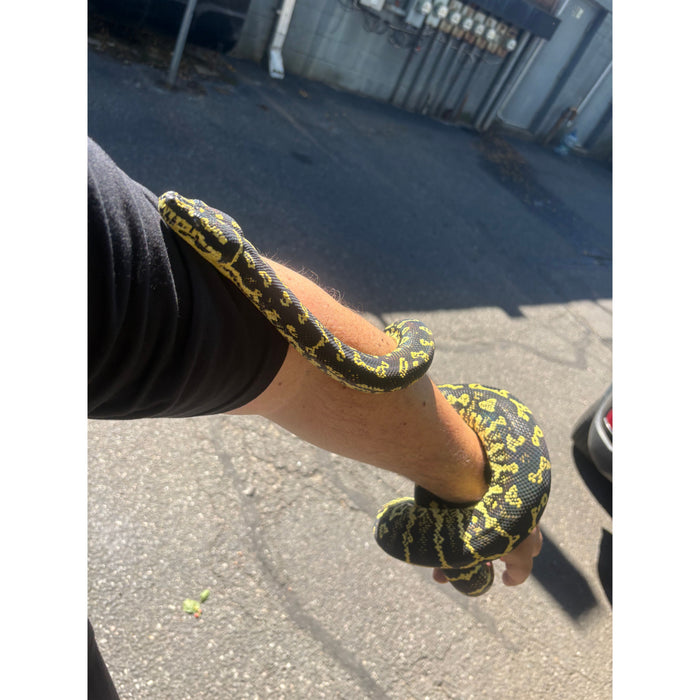 Jungle Carpet Python (ADULT) (Morelia spilota cheynei)