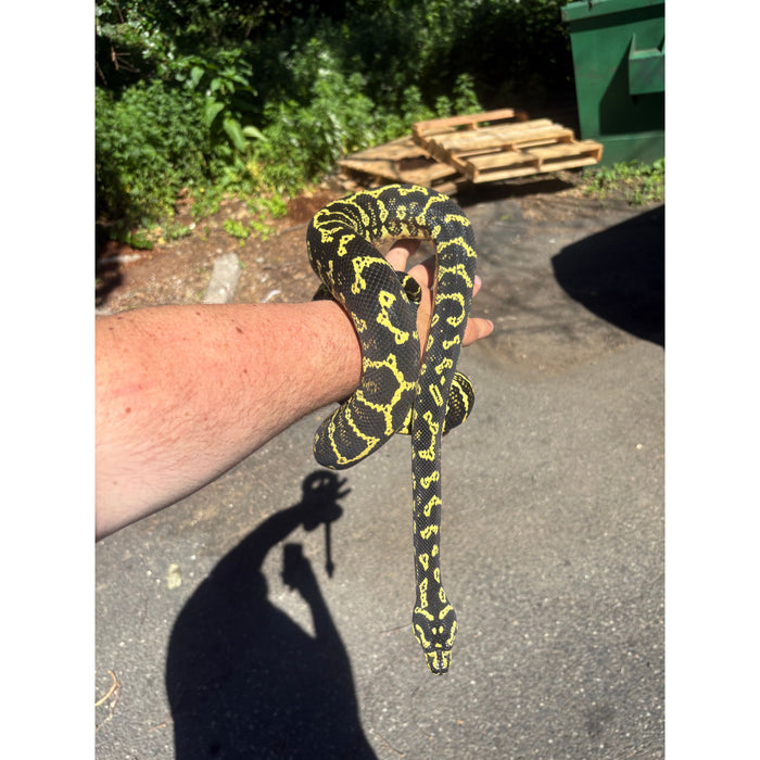 Jungle Carpet Python (ADULT) (Morelia spilota cheynei)