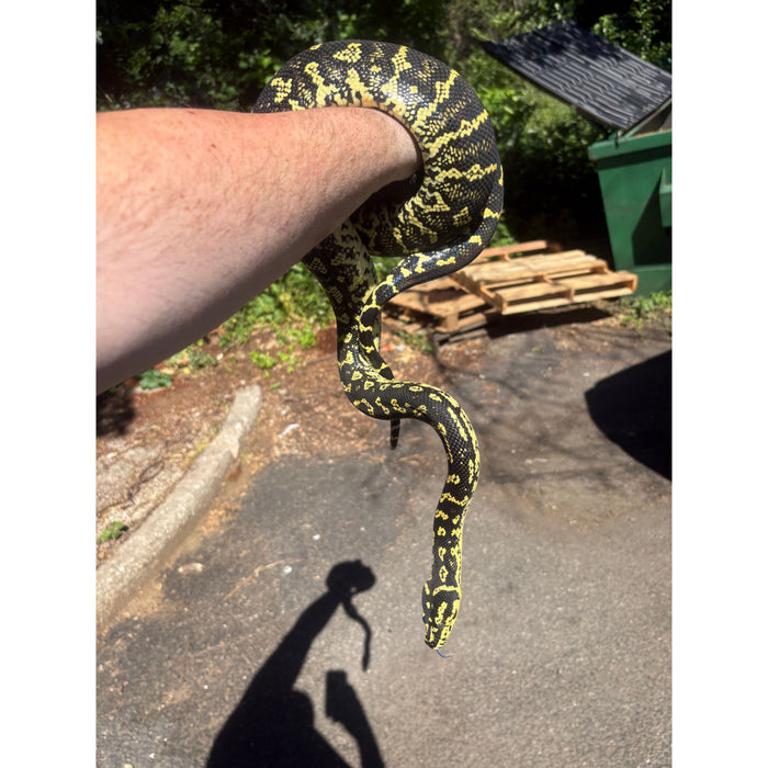Jungle Carpet Python (ADULT) (Morelia spilota cheynei)