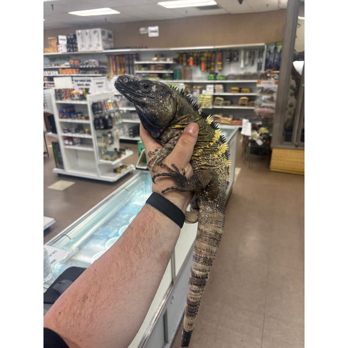 Banana Spiny Tail Iguana (Ctenosaura pectiniata)