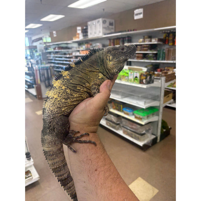 Banana Spiny Tail Iguana (Ctenosaura pectiniata)