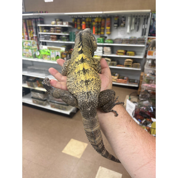 Banana Spiny Tail Iguana (Ctenosaura pectiniata)