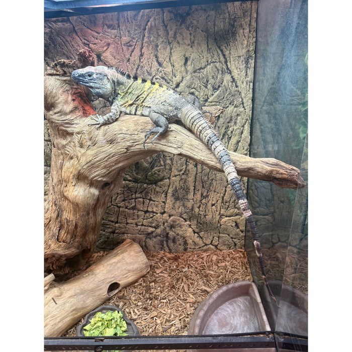 Banana Spiny Tail Iguana (Ctenosaura pectiniata)