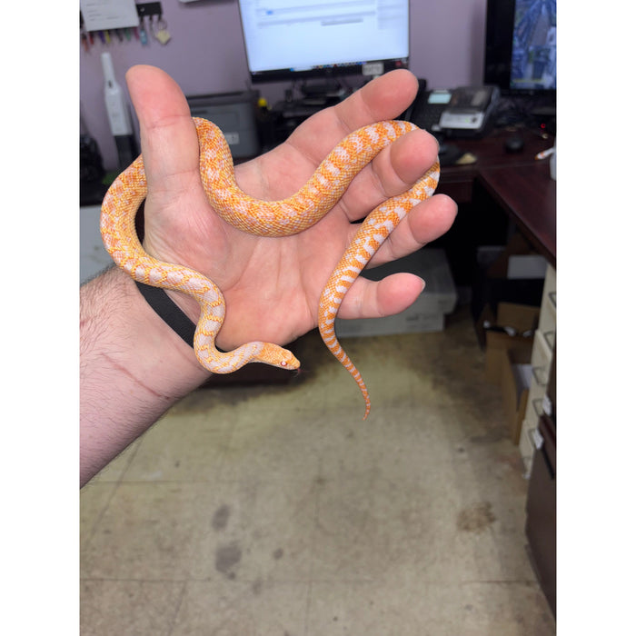 Albino San Diego Gopher Snake (Pituophis melanoleucus catenifer)