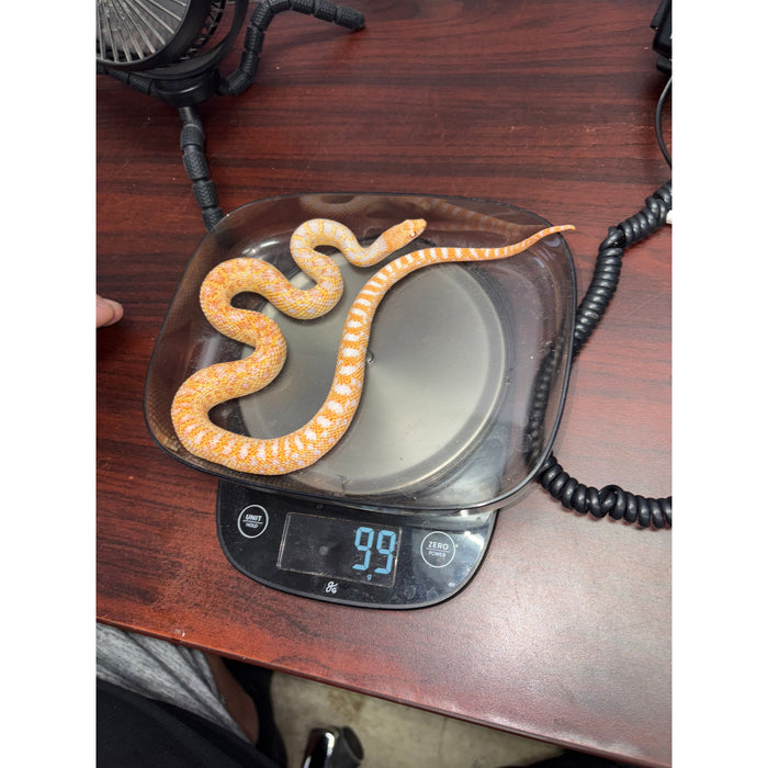 Albino San Diego Gopher Snake (Pituophis melanoleucus catenifer)