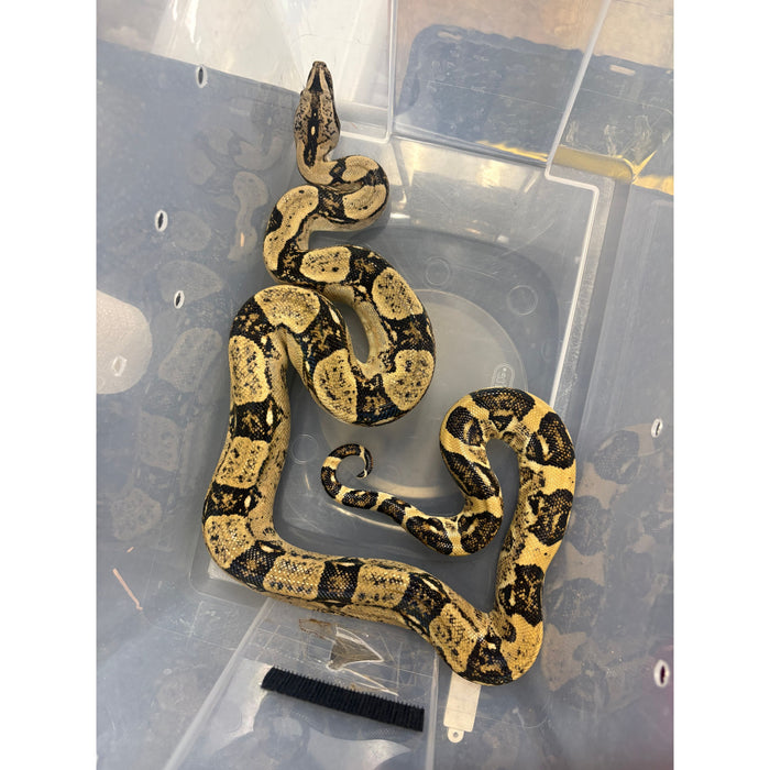 Peruvian Long Tail Boa (F1) (Boa constrictor longicauda)