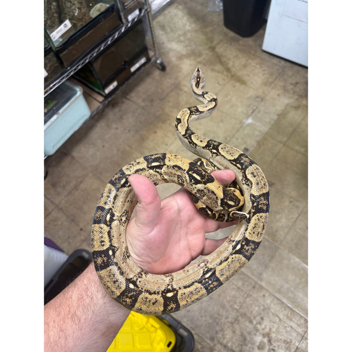 Peruvian Long Tail Boa (F1) (Boa constrictor longicauda)