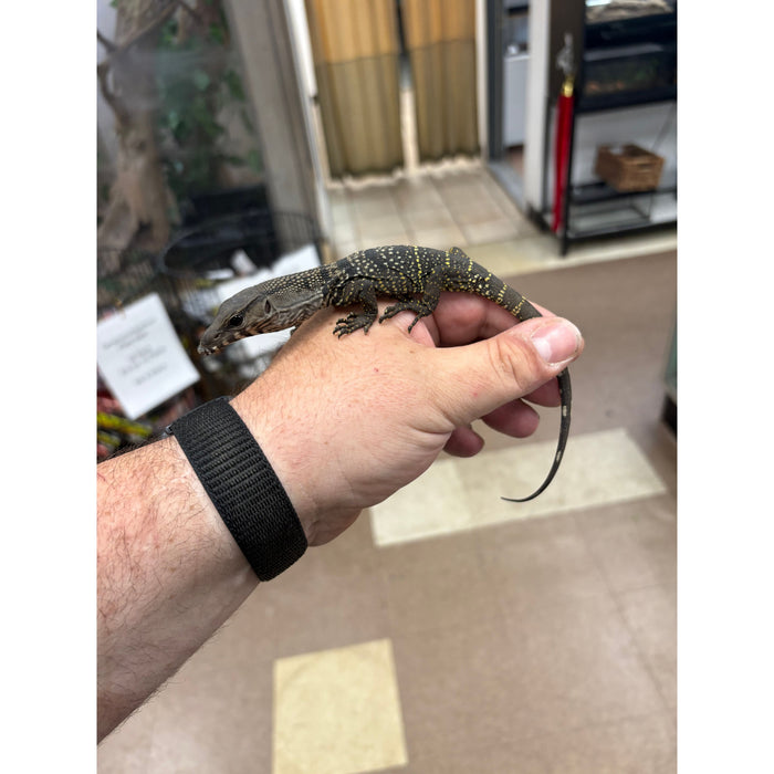 Black Roughneck Monitor (Varanus rudicollis)