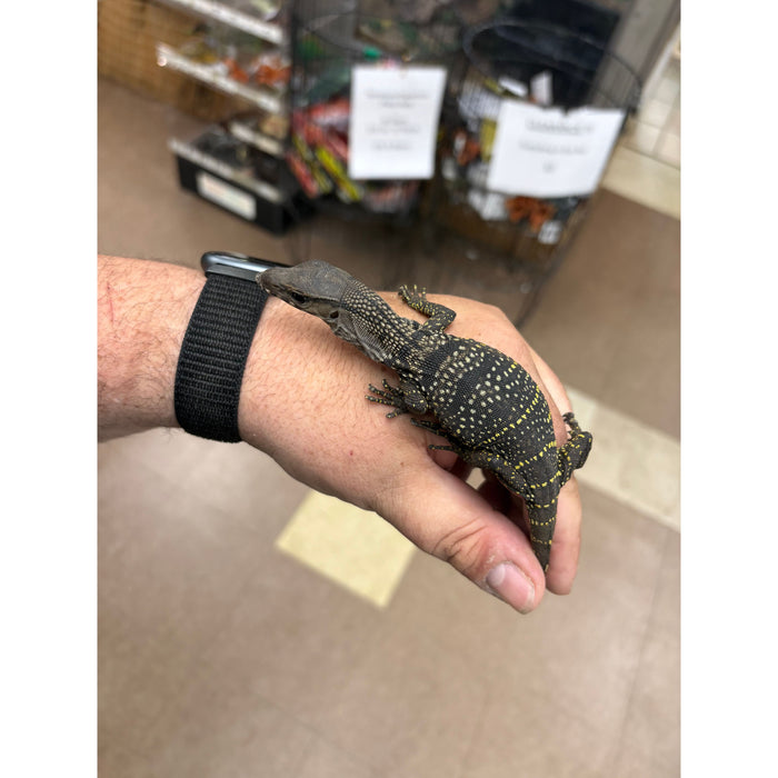 Black Roughneck Monitor (Varanus rudicollis)