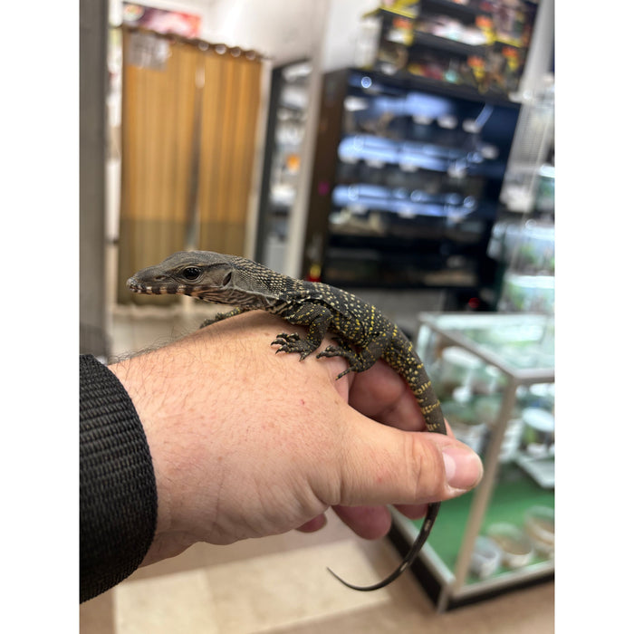Black Roughneck Monitor (Varanus rudicollis)