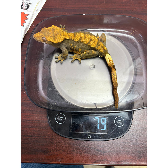 Crested Gecko (Adult Female)