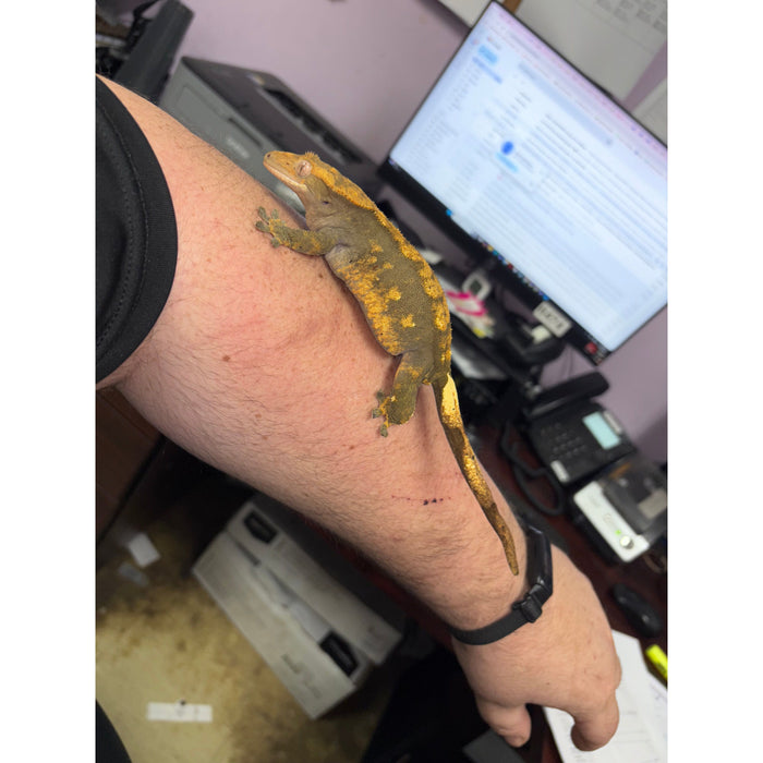 Crested Gecko (Adult Female)