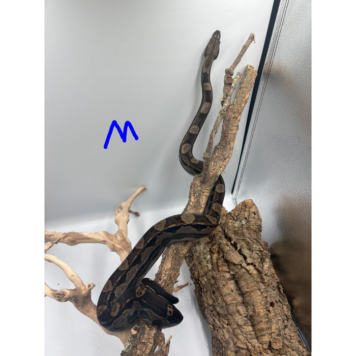 Motley Colombian Red Tail Boa (Boa constrictor imperator)