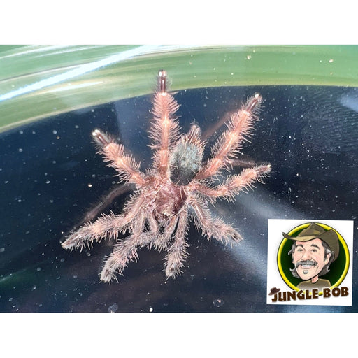 A Darth Maul Tarantula (Psalmopoeus victori) with a predominantly brown color and white hairy strands on its body, displayed on a dark background with a logo in the corner.