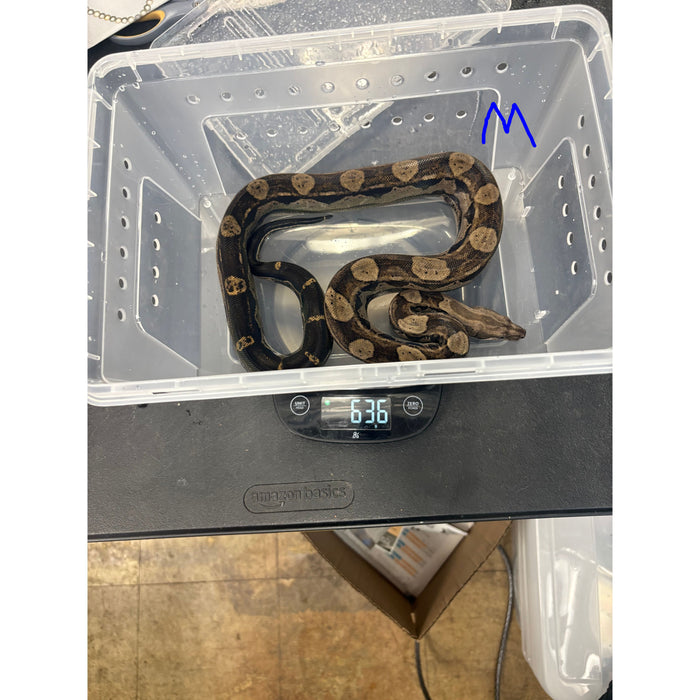 Motley Colombian Red Tail Boa (Boa constrictor imperator)