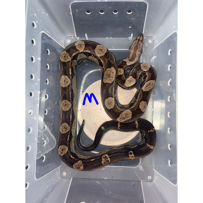 Motley Colombian Red Tail Boa (Boa constrictor imperator)