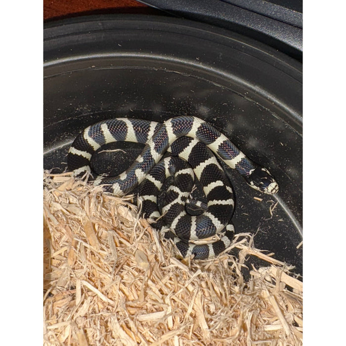 California King Snake (Banded 50/50)