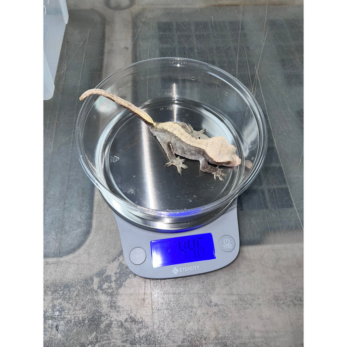Crested Gecko (Adult Female) (14797)